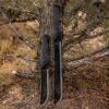 imageGERBER Gator Machete  Black w Nylon Sheath 31000758